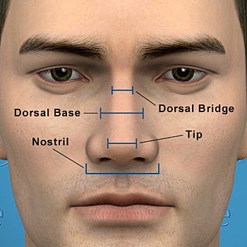 Facial anatomy highlights: nose structure labeled parts.