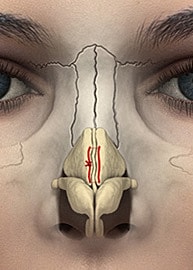 Anatomical illustration of the human nasal structure.