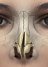 Anatomical illustration of human nasal structure.