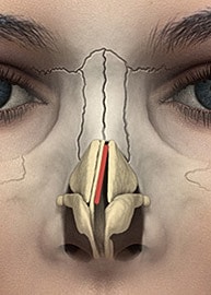 Anatomical diagram of the human nose structure.