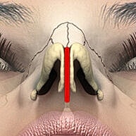 Illustration of human nasal anatomy and structure.