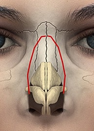 Nasal anatomy illustration with highlighted structures