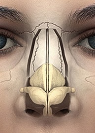 Illustration of human nasal anatomy and structure.