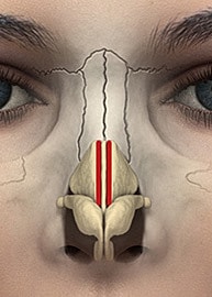 Nasal anatomy illustration with detailed structures.