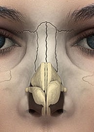 Detailed anatomical illustration of the human nose.