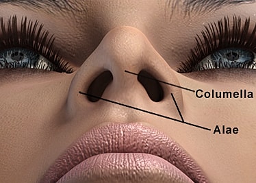 Nasal anatomy labeled: Columella and Alae.