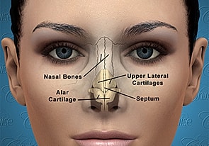Anatomical diagram of human nasal structure.