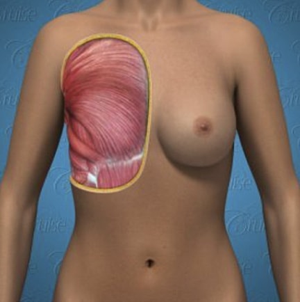 Illustration of human anatomy displaying muscles.