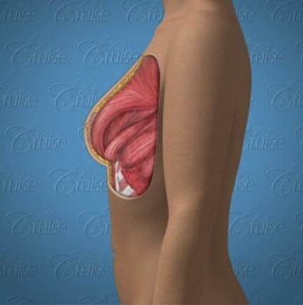 Anatomical illustration of human breast anatomy.