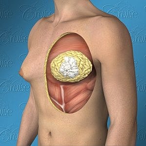 Anatomical illustration of human breast structure.