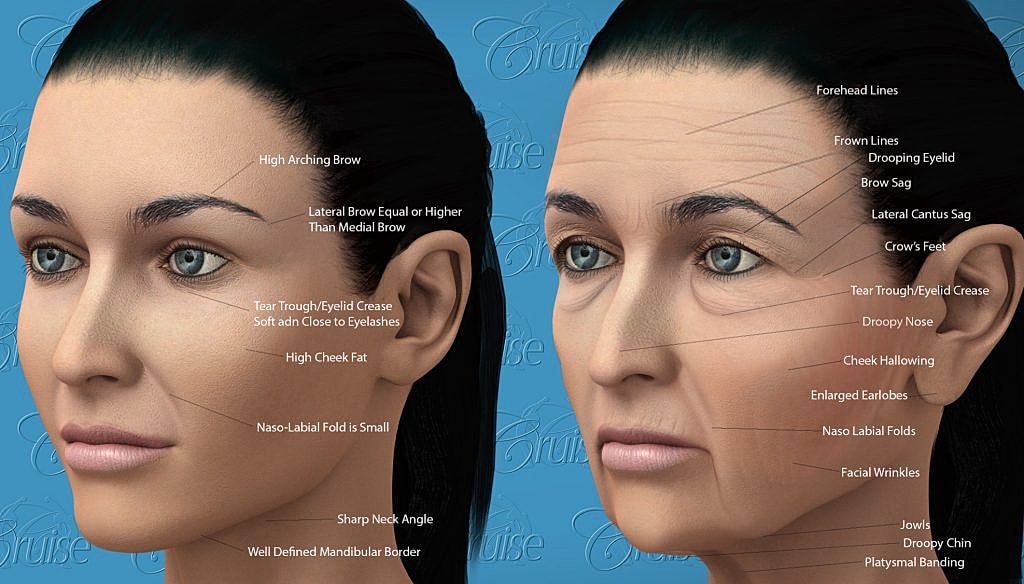 Facial anatomy with aging features and concerns.