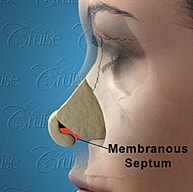 Anatomical diagram of the membranous septum.