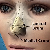 Nasal anatomy with labeled lateral and medial crura.