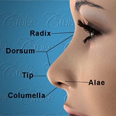 Labeled diagram of human nasal anatomy.