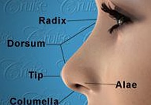 Diagram of nasal anatomy with labeled parts.