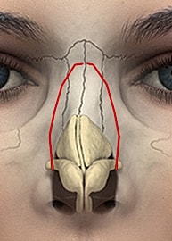 Diagram of nasal anatomy with highlighted structures