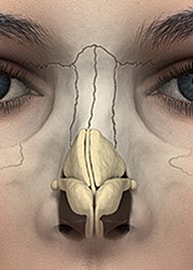 Anatomical illustration of a human nose structure.